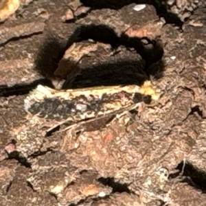 Monopis crocicapitella at Aranda, ACT - 23 Oct 2024