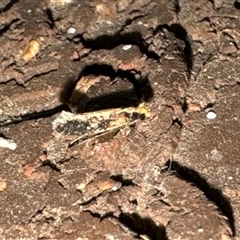 Monopis crocicapitella at Aranda, ACT - 23 Oct 2024