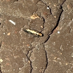 Monopis crocicapitella at Aranda, ACT - 23 Oct 2024