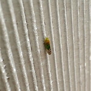 Psyllidae sp. (family) at Aranda, ACT - 27 Oct 2024