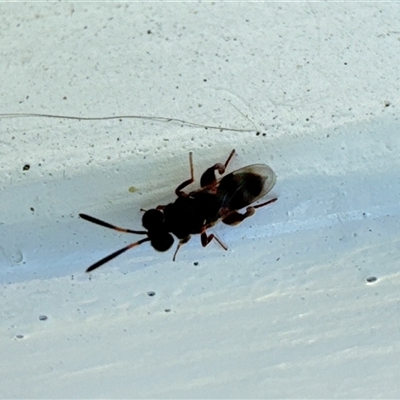 Chalcididae (family) (Unidentified chalcid wasp) at Aranda, ACT - 27 Oct 2024 by Jubeyjubes