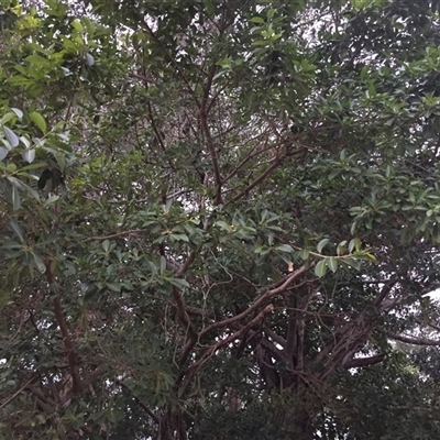 Ficus drupacea (red or drupe fig) at Manoora, QLD - 27 Oct 2024 by JasonPStewartNMsnc2016