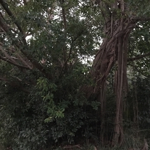 Ficus drupacea at Manoora, QLD - 27 Oct 2024 06:22 PM