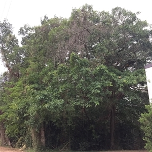 Ficus drupacea at Manoora, QLD - 27 Oct 2024 06:22 PM