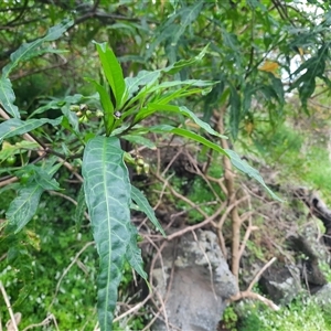 Solanum linearifolium at Macarthur, VIC by MB