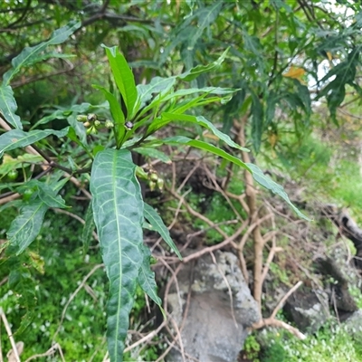 Solanum linearifolium at Macarthur, VIC - 26 Oct 2024 by MB