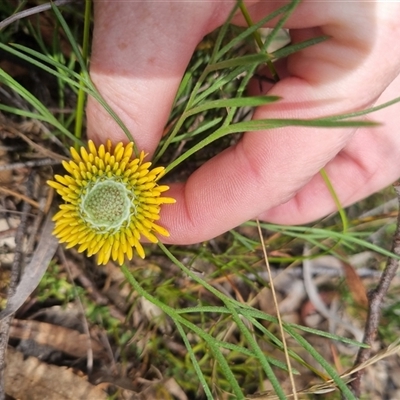 Isopogon prostratus (Prostrate Cone-bush) at Warri, NSW - 27 Oct 2024 by clarehoneydove