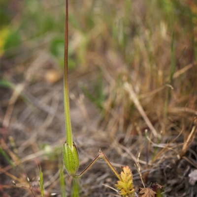 Erodium (genus) (A Storksbill) at Crestwood, NSW - 27 Oct 2024 by Debbie05