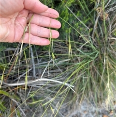 Anisopogon avenaceus at Jervis Bay, JBT - 27 Oct 2024 05:29 PM