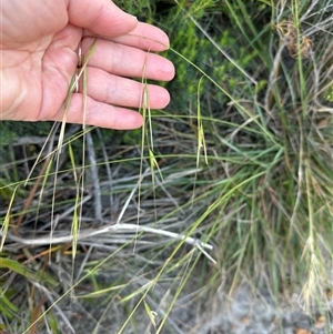 Anisopogon avenaceus at Jervis Bay, JBT - 27 Oct 2024 05:29 PM