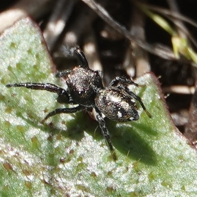 Bianor maculatus at Hall, ACT - 27 Oct 2024 by Anna123