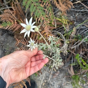 Actinotus helianthi at Jervis Bay, JBT - suppressed