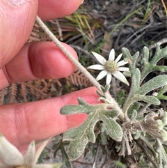 Actinotus helianthi at Jervis Bay, JBT - suppressed