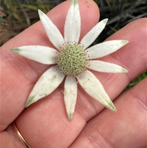 Actinotus helianthi at Jervis Bay, JBT - suppressed