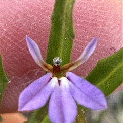 Lobelia anceps (Angled Lobelia) at Jervis Bay, JBT - 27 Oct 2024 by lbradley