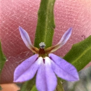 Lobelia anceps at Jervis Bay, JBT - 27 Oct 2024 04:20 PM