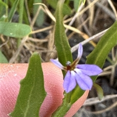 Lobelia anceps at Jervis Bay, JBT - 27 Oct 2024 04:20 PM