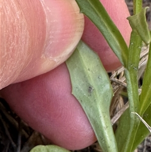 Lobelia anceps at Jervis Bay, JBT - 27 Oct 2024 04:20 PM