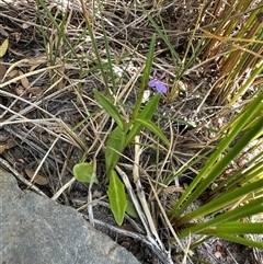 Lobelia anceps at Jervis Bay, JBT - 27 Oct 2024 04:20 PM