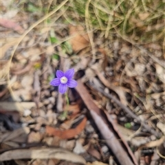 Wahlenbergia planiflora by clarehoneydove
