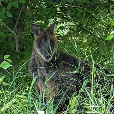 Wallabia bicolor (Swamp Wallaby) at Strathnairn, ACT - 27 Oct 2024 by mroseby