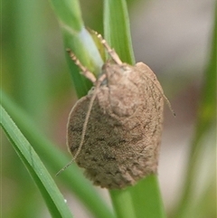 Garrha (genus) (A concealer moth) at Hall, ACT - 27 Oct 2024 by Anna123