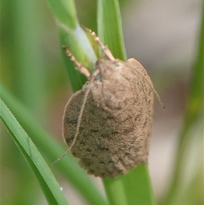 Garrha (genus) (A concealer moth) at Hall, ACT - 27 Oct 2024 by Anna123