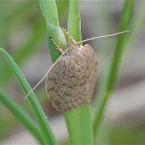 Garrha (genus) at Hall, ACT - 27 Oct 2024 02:42 PM