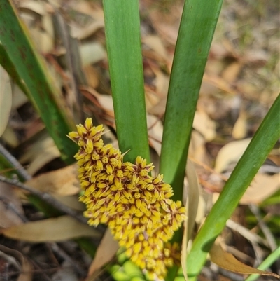 Lomandra longifolia (Spiny-headed Mat-rush, Honey Reed) at Warri, NSW - 27 Oct 2024 by clarehoneydove