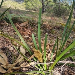 Lomandra longifolia at Warri, NSW - 27 Oct 2024