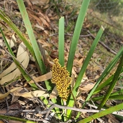 Lomandra longifolia at Warri, NSW - 27 Oct 2024