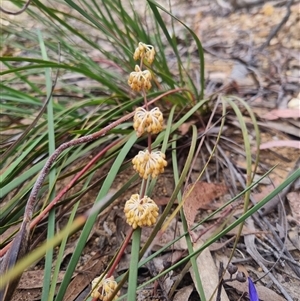 Lomandra multiflora at Warri, NSW - 27 Oct 2024