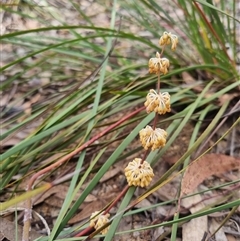 Lomandra multiflora at Warri, NSW - 27 Oct 2024