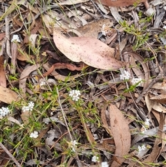 Leucopogon virgatus (Common Beard-heath) at Warri, NSW - 27 Oct 2024 by clarehoneydove