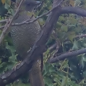 Ptilonorhynchus violaceus at Bungendore, NSW - suppressed