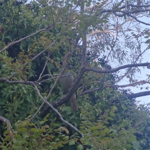 Ptilonorhynchus violaceus at Bungendore, NSW - suppressed