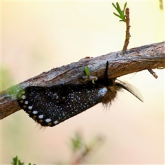 Epicoma contristis (Yellow-spotted Epicoma Moth) at Mount Kembla, NSW - 26 Oct 2024 by BackyardHabitatProject