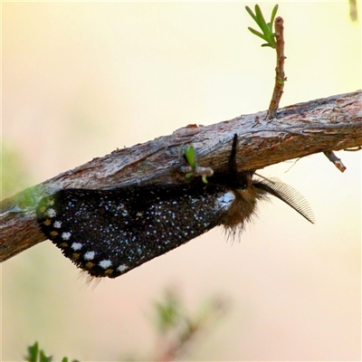 Epicoma contristis (Yellow-spotted Epicoma Moth) at Mount Kembla, NSW - 25 Oct 2024 by BackyardHabitatProject