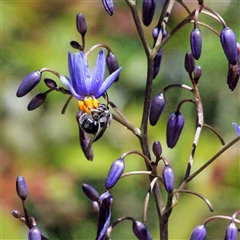 Lipotriches (Astronomia) muscosa at Mount Kembla, NSW - 25 Oct 2024 by BackyardHabitatProject