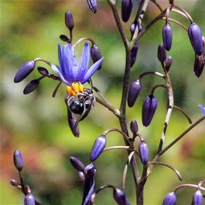 Lipotriches (Astronomia) muscosa at Mount Kembla, NSW - 25 Oct 2024 by BackyardHabitatProject