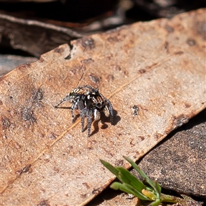 Maratus plumosus at Wog Wog, NSW - 27 Oct 2024 11:39 AM