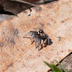 Maratus plumosus at Wog Wog, NSW - 27 Oct 2024 11:39 AM