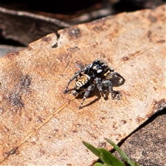 Maratus plumosus at Wog Wog, NSW - 27 Oct 2024 11:39 AM