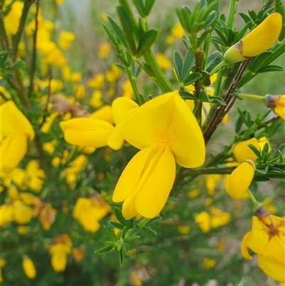 Genista monspessulana (Cape Broom, Montpellier Broom) at Bywong, NSW - 27 Oct 2024 by AlexJ