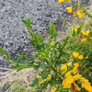 Genista monspessulana at Bywong, NSW - 27 Oct 2024