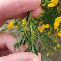 Genista monspessulana at Bywong, NSW - 27 Oct 2024