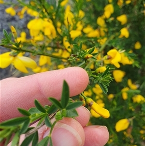 Genista monspessulana at Bywong, NSW - 27 Oct 2024