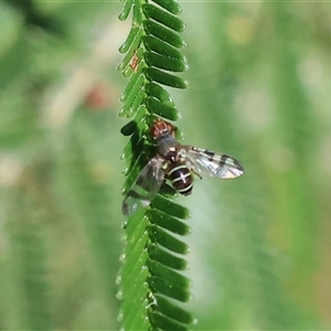 Lenophila achilles at Wodonga, VIC by KylieWaldon