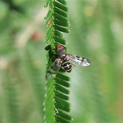 Rivella sp. (genus) at Wodonga, VIC - 27 Oct 2024 by KylieWaldon