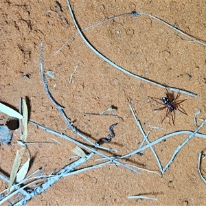 Zodariidae (family) (Unidentified Ant spider or Spotted ground spider) at Hugh, NT by atticus